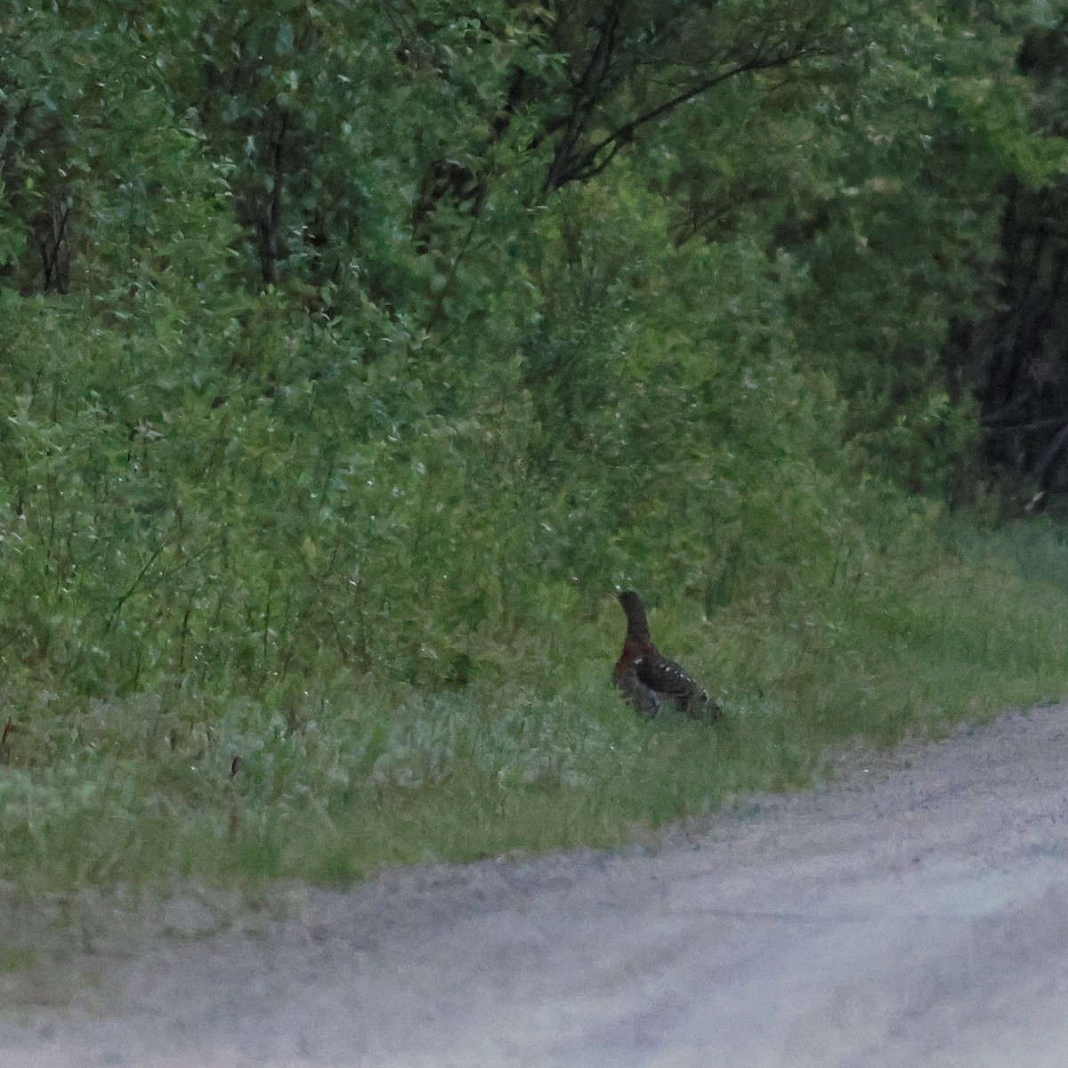 Western Capercaillie - ML620453952