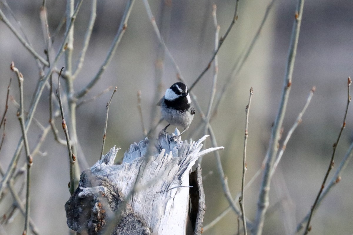 Mountain Chickadee - ML620453956