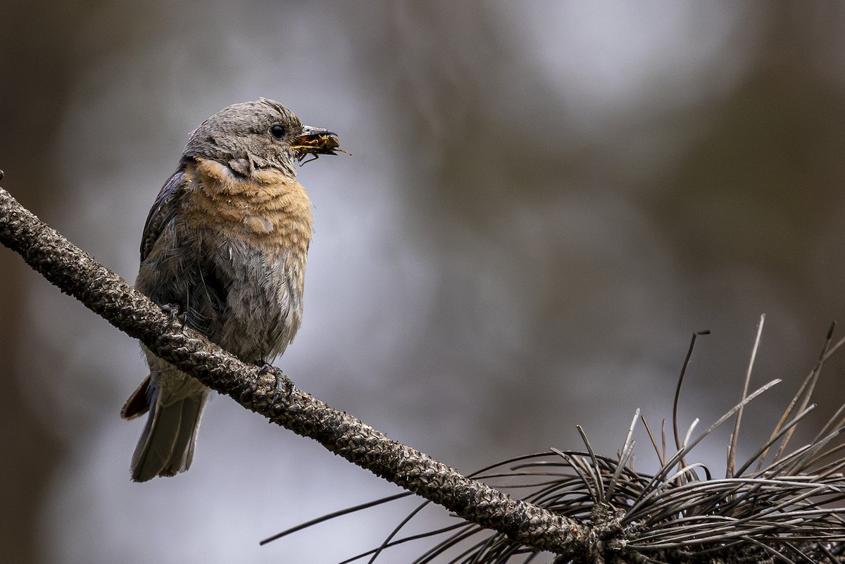 Western Bluebird - ML620453960