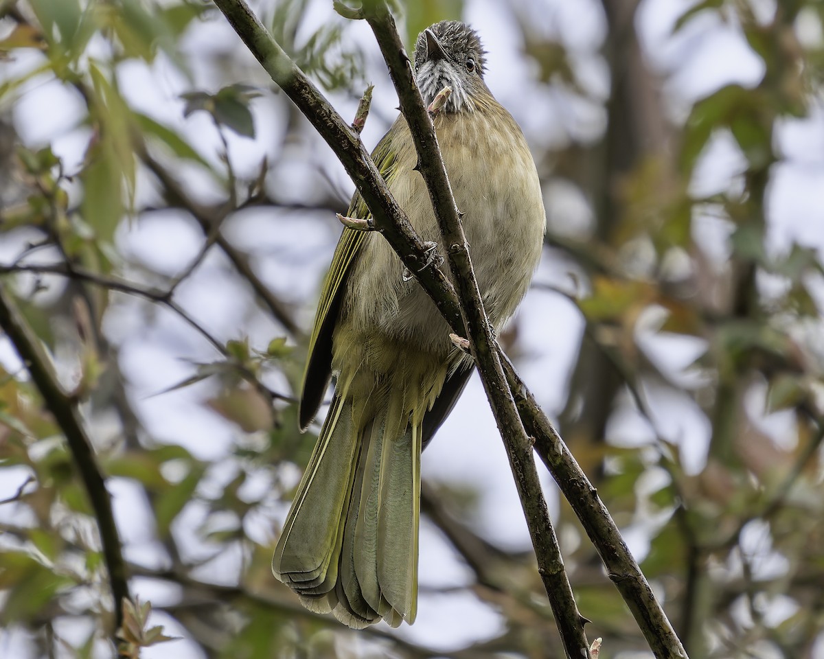 Mountain Bulbul - ML620453962