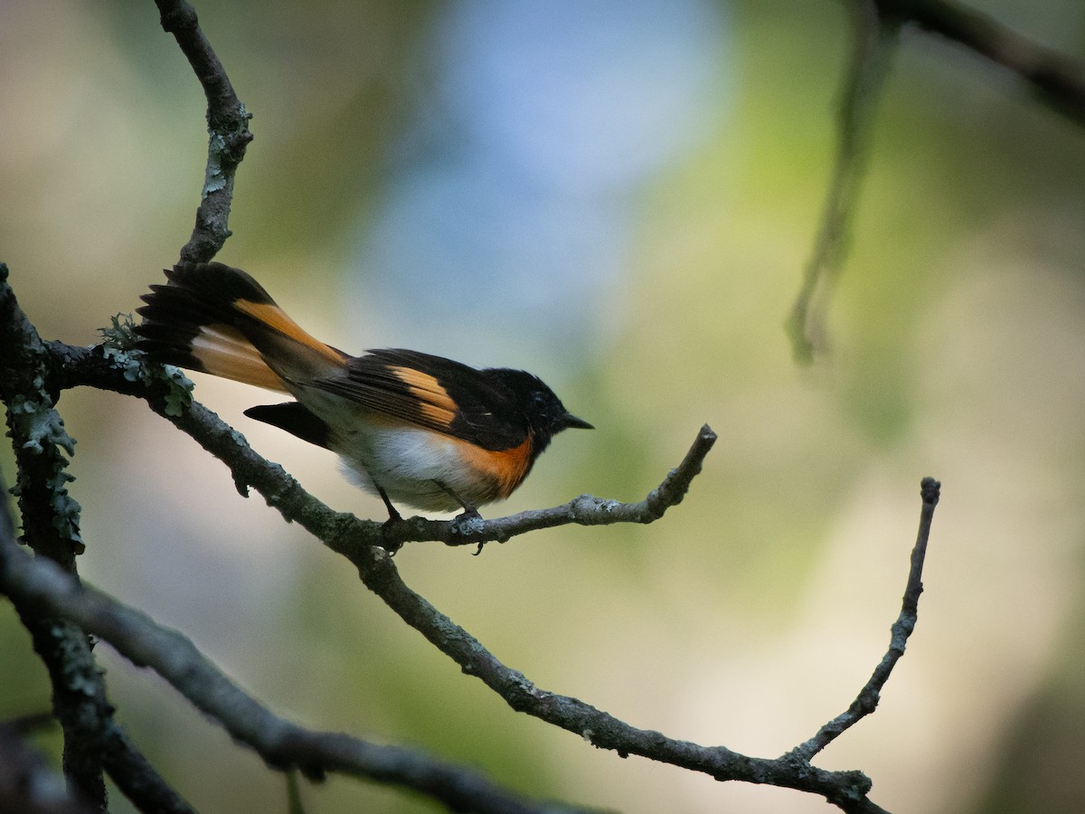 American Redstart - ML620453963