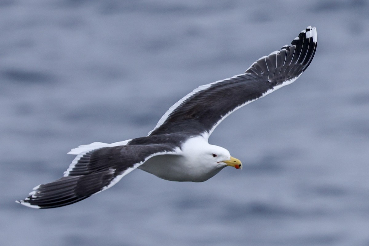 Great Black-backed Gull - ML620453964