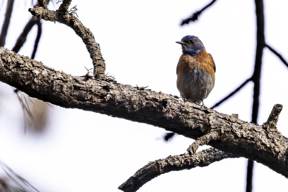 Western Bluebird - ML620453972