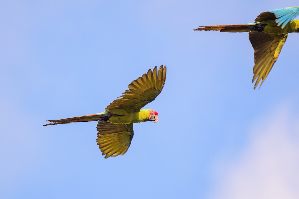 Great Green Macaw - ML620453976