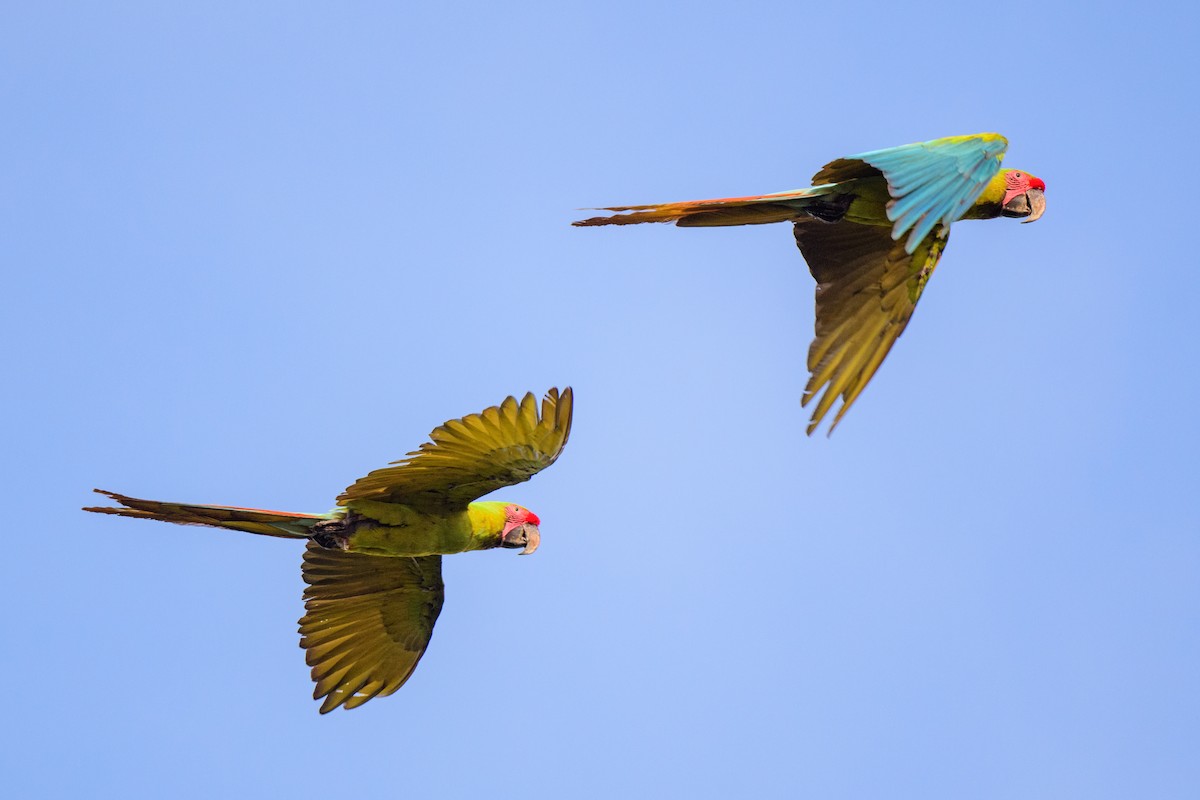 Great Green Macaw - ML620453977