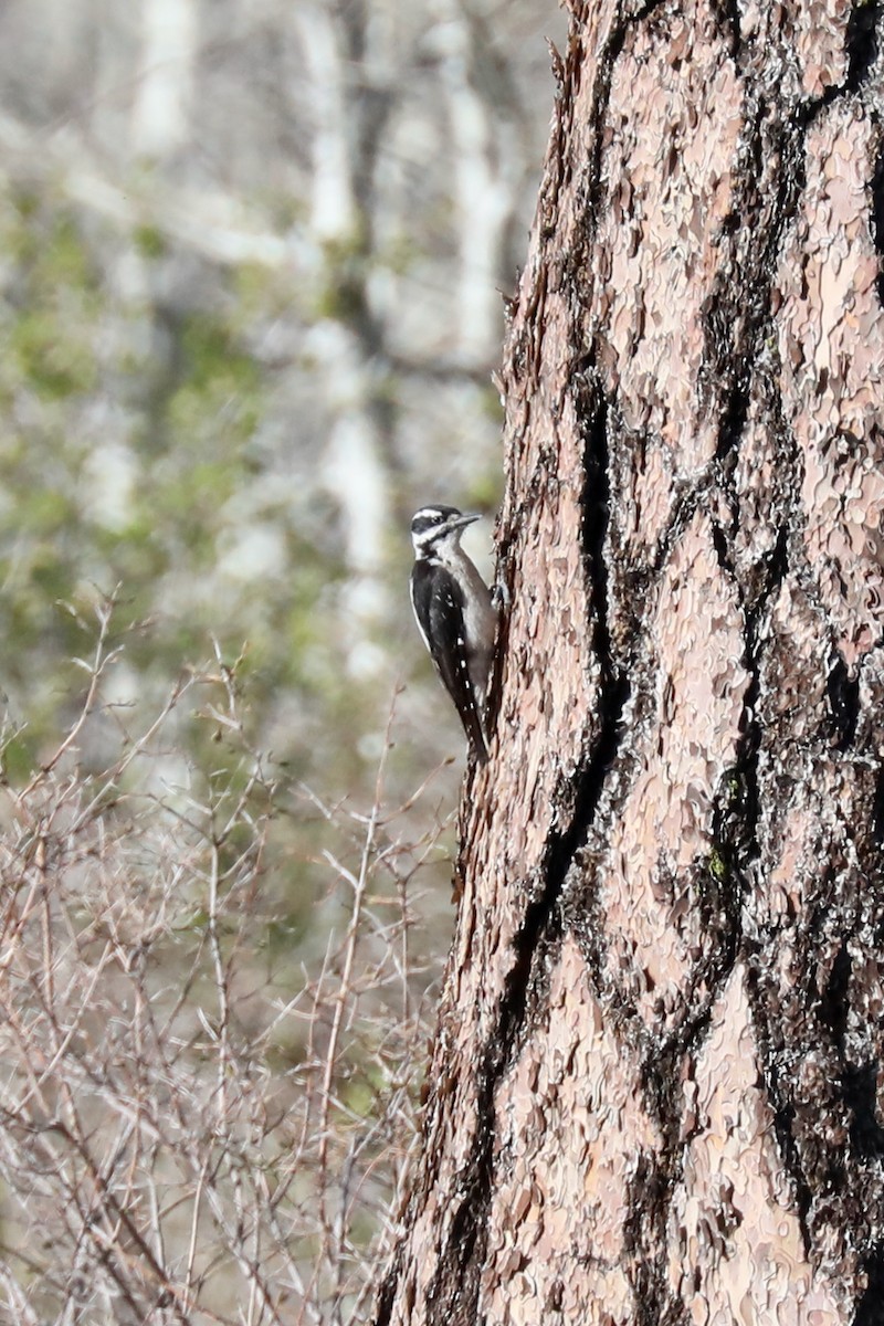 Hairy Woodpecker - ML620453987