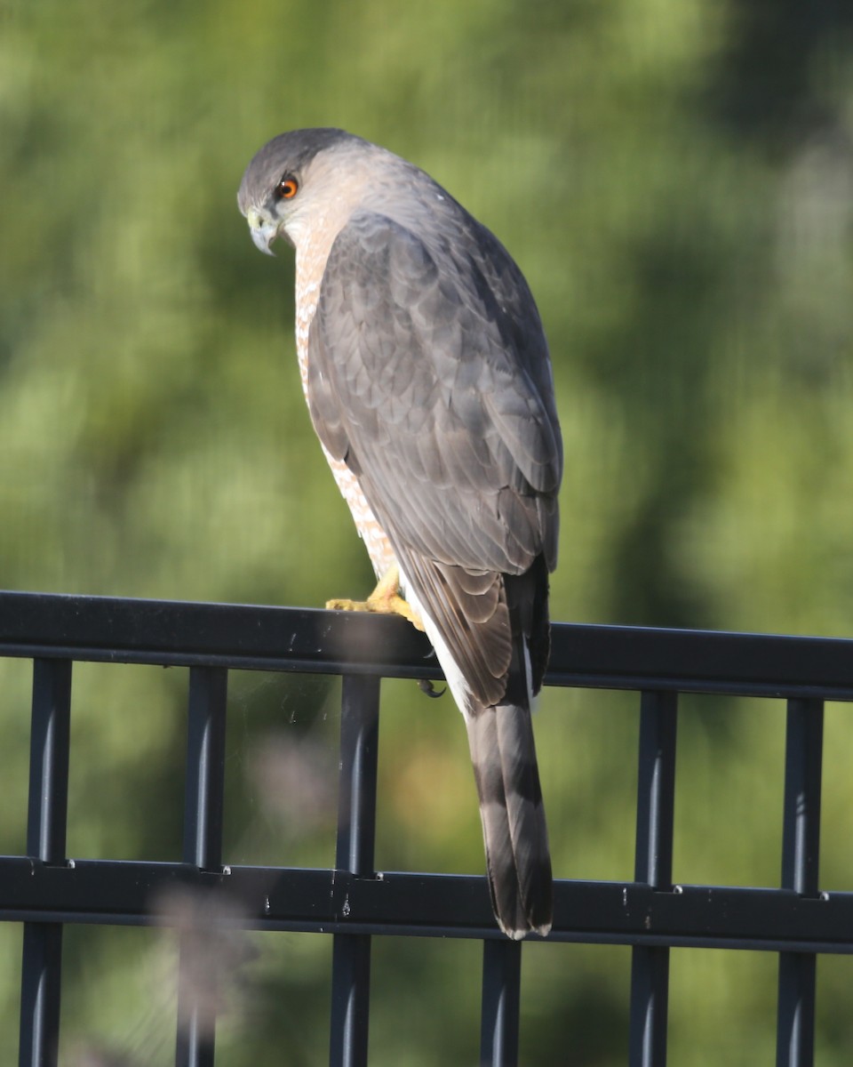 Cooper's Hawk - ML620453990