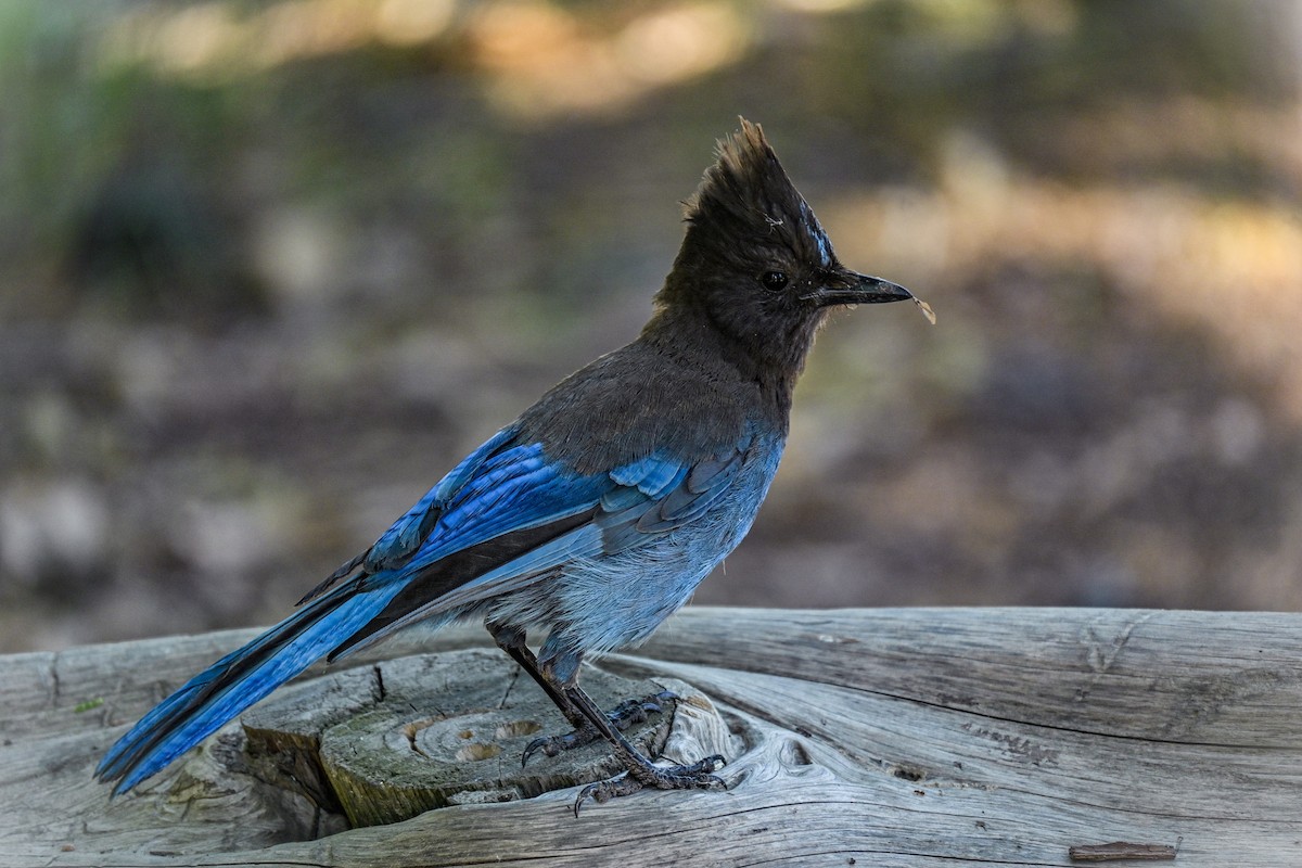Steller's Jay - ML620453995