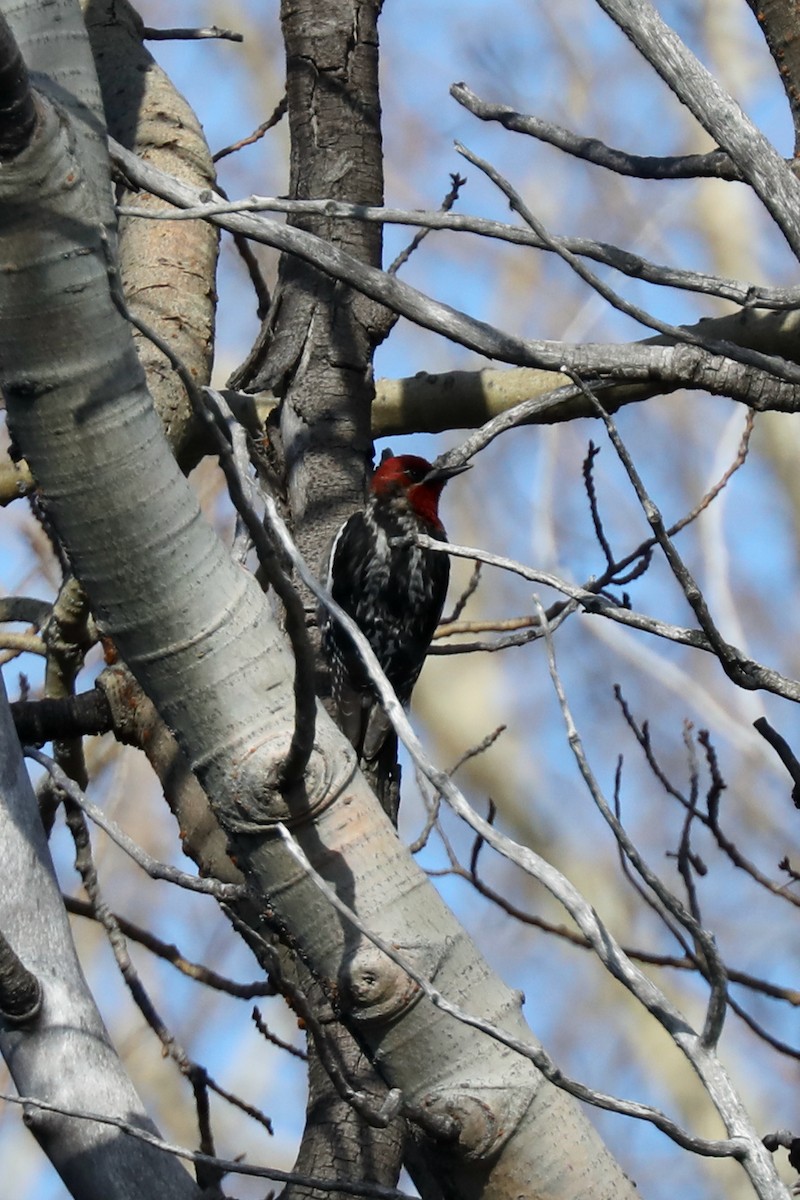 Red-breasted Sapsucker - ML620454002