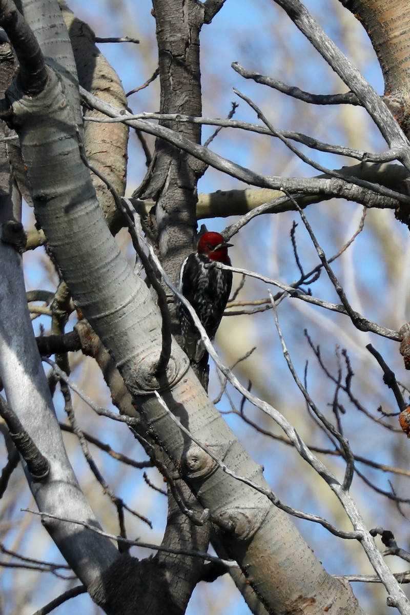 Red-breasted Sapsucker - ML620454003
