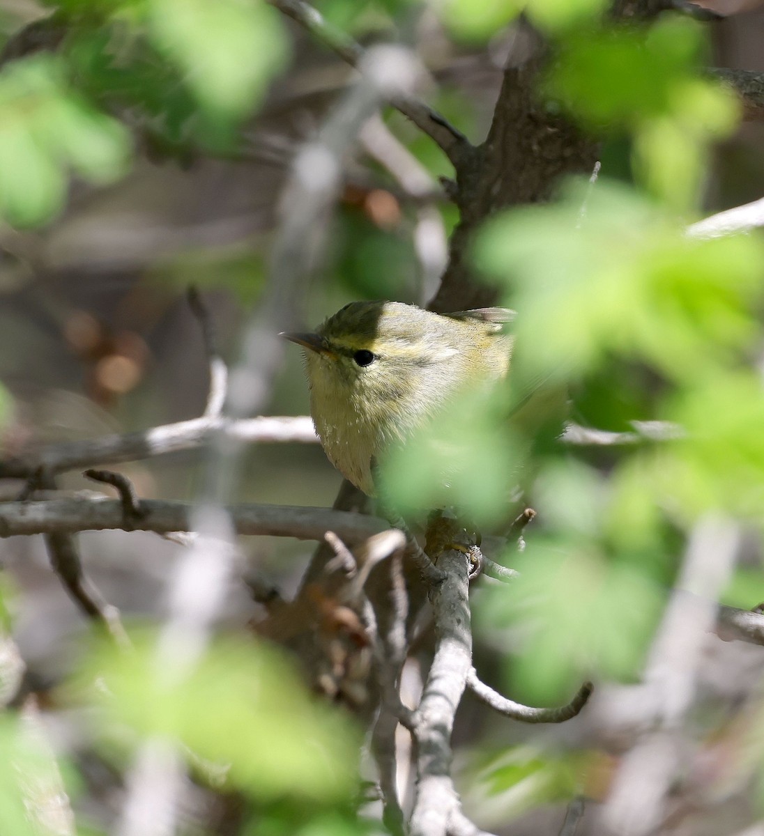 Buff-barred Warbler - ML620454009