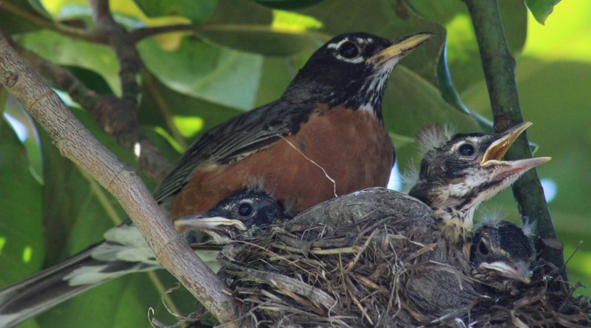 American Robin - Maria Morelli