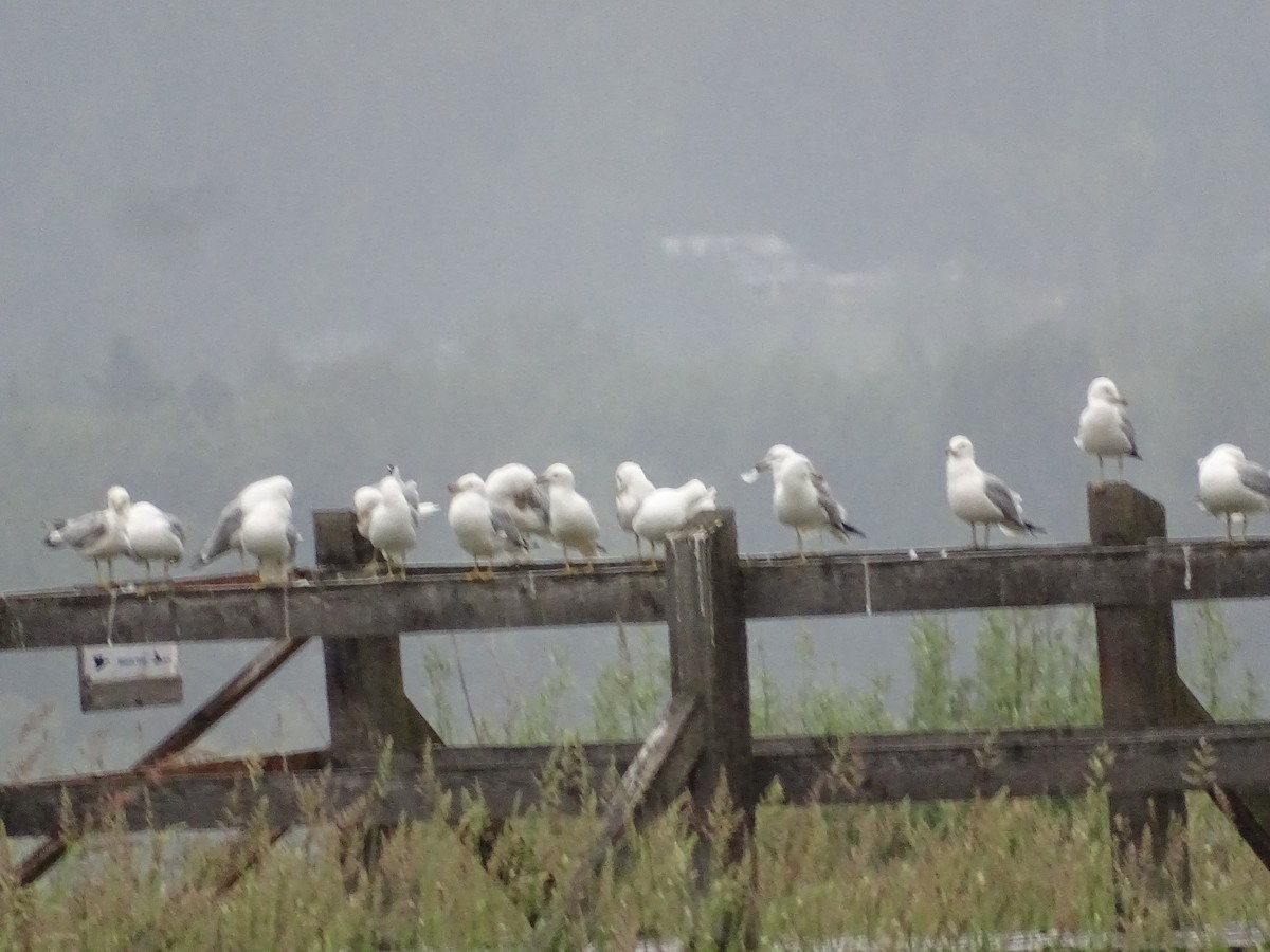 Ring-billed Gull - ML620454015