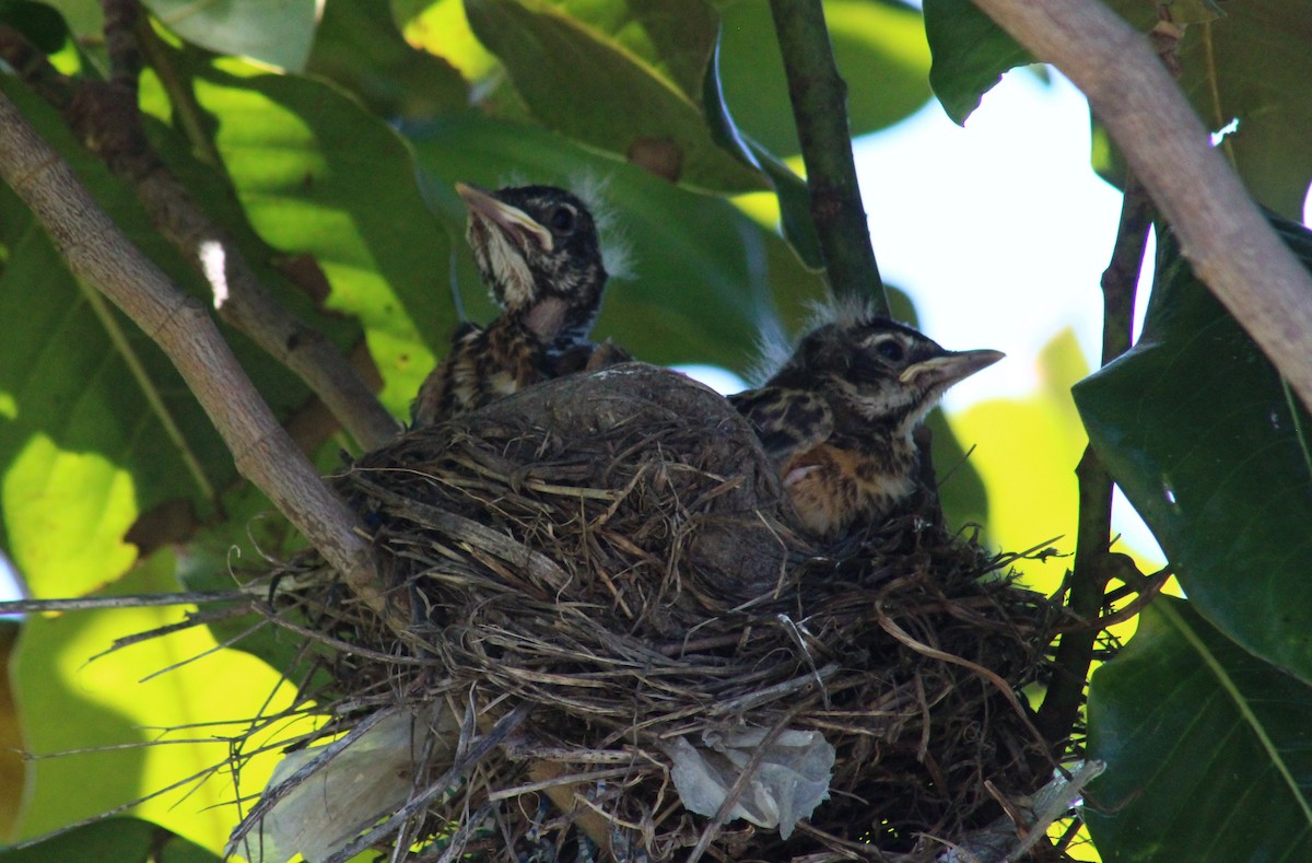 American Robin - ML620454018