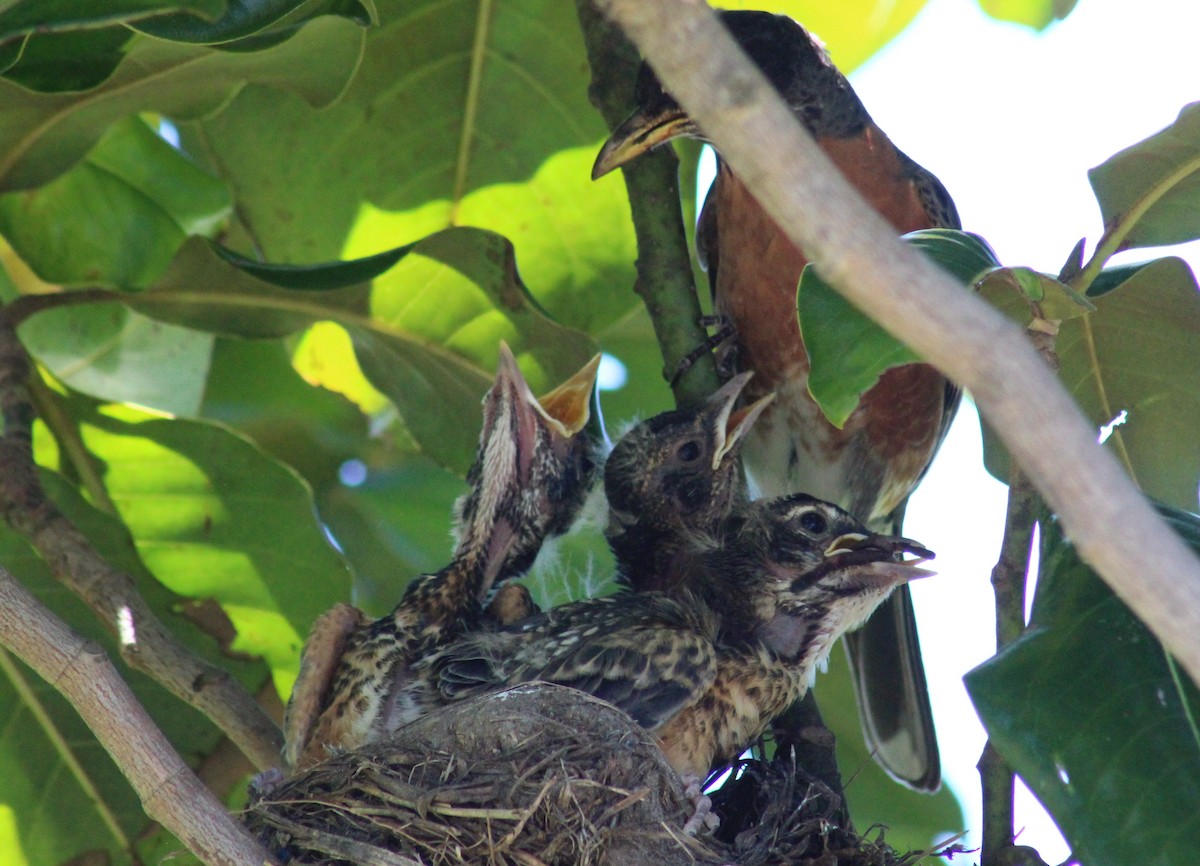 American Robin - ML620454020