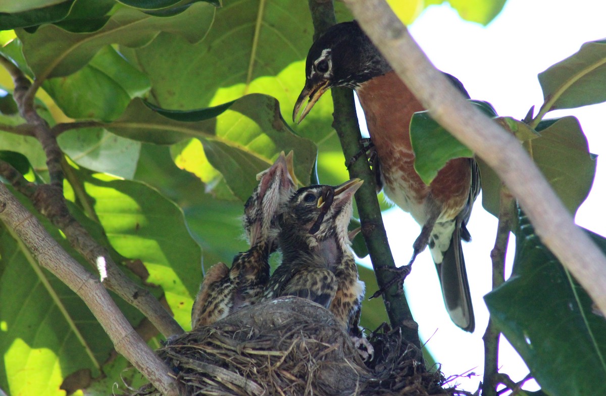 American Robin - ML620454023