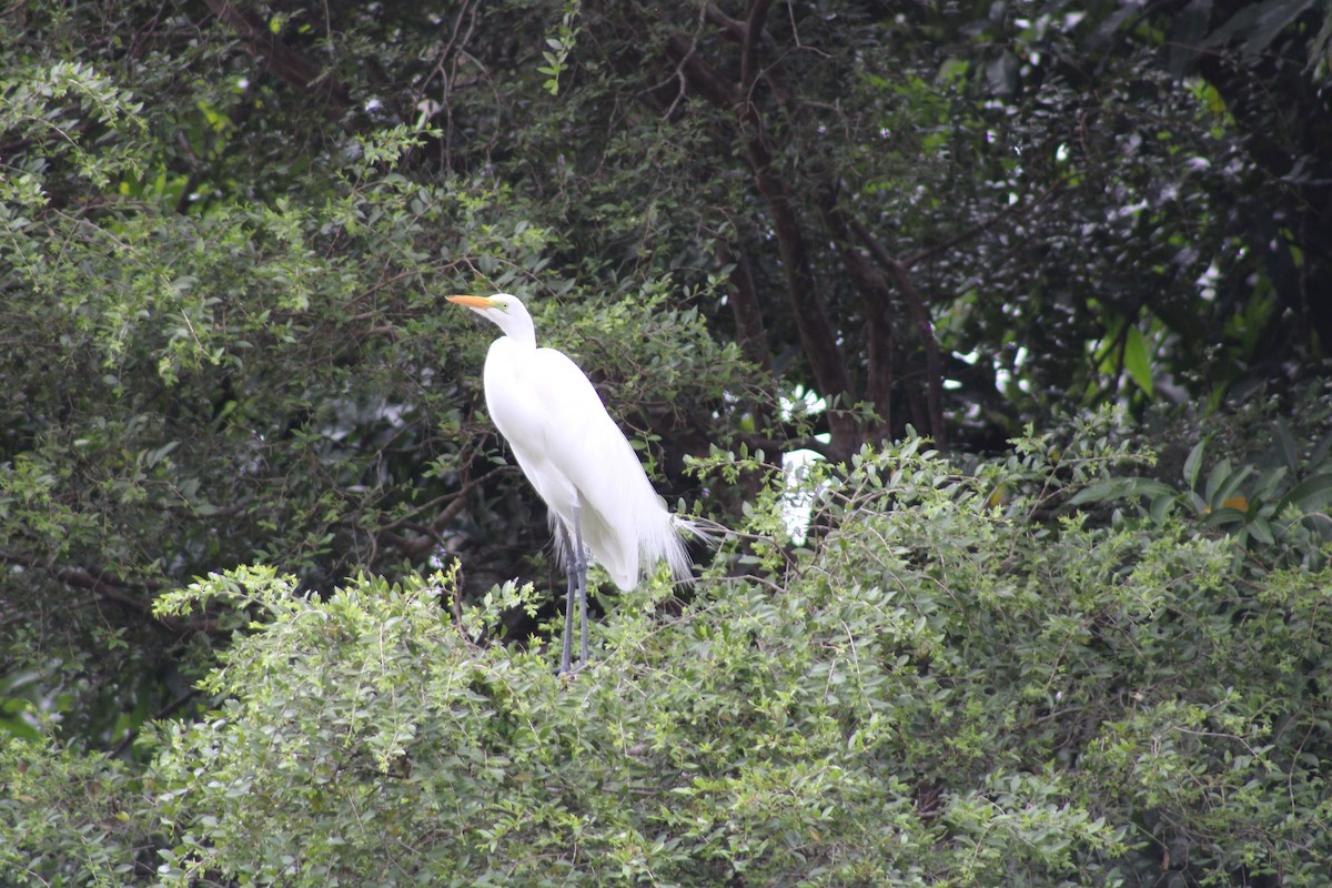 Great Egret - ML620454024