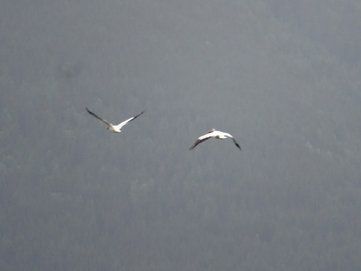 American White Pelican - ML620454026