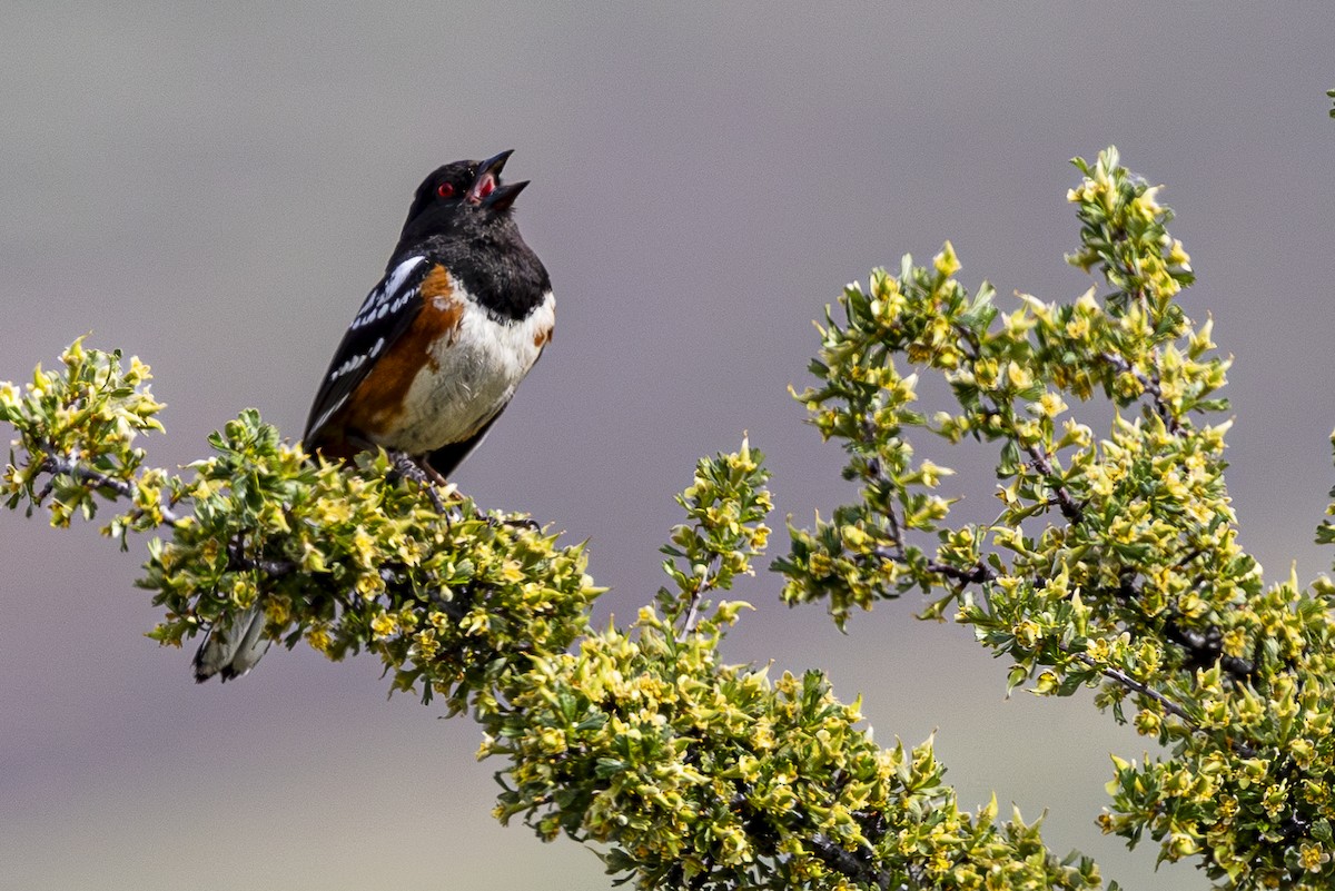 Spotted Towhee - ML620454029