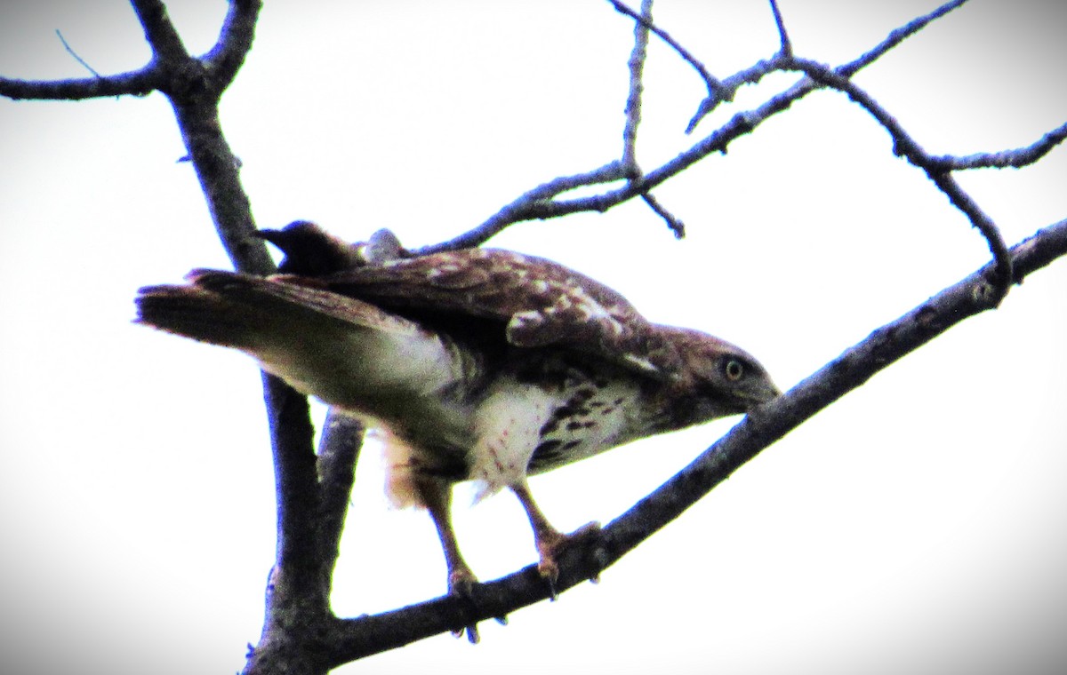 Red-tailed Hawk - ML620454031