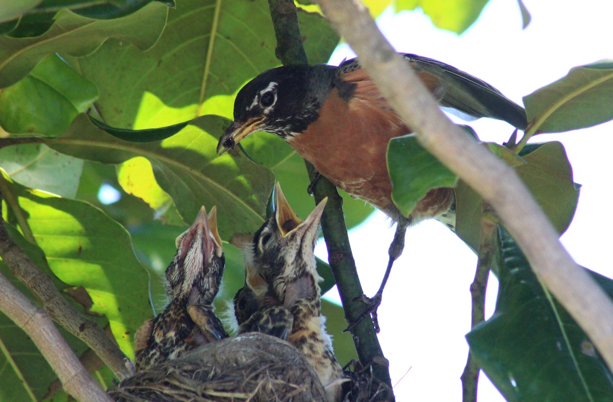 American Robin - ML620454037