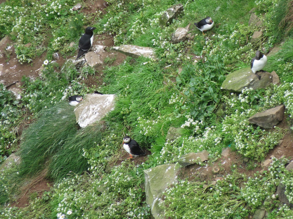 Atlantic Puffin - ML620454038