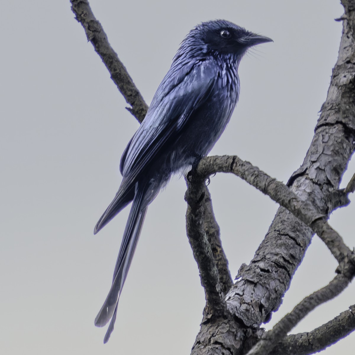 bronsedrongo - ML620454044