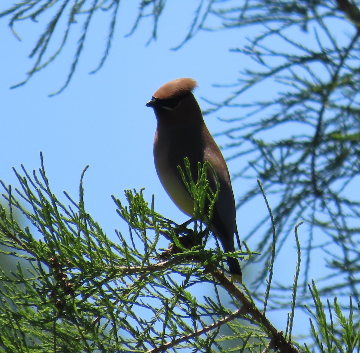 Cedar Waxwing - ML620454046