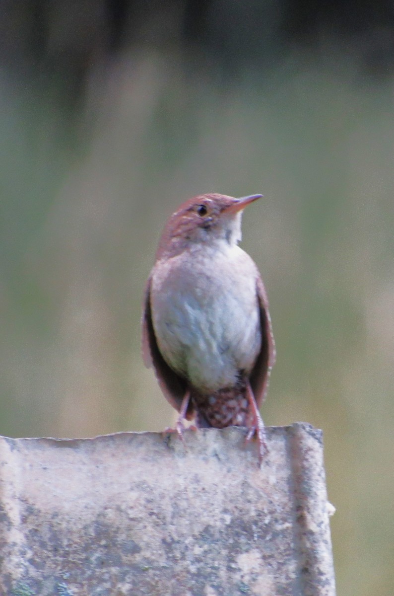 House Wren - ML620454049