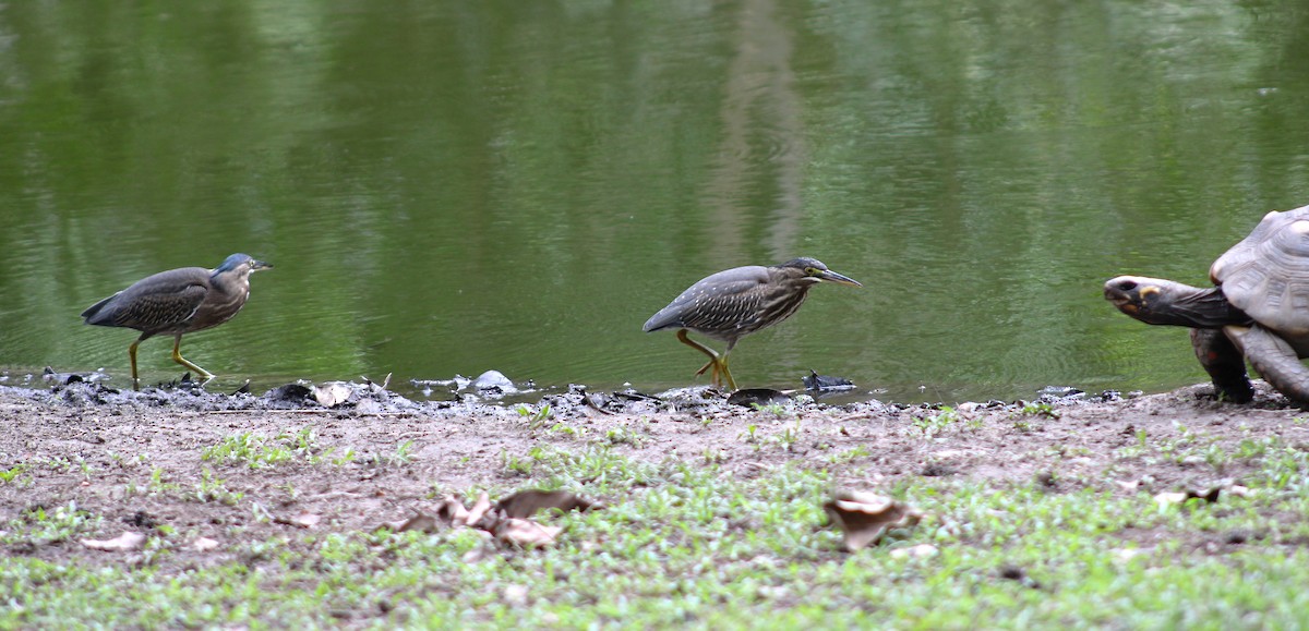 Striated Heron - ML620454052