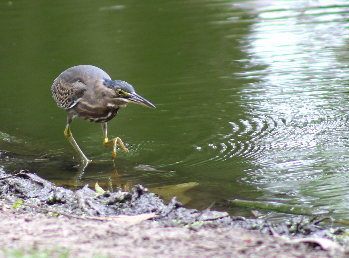 Striated Heron - ML620454053