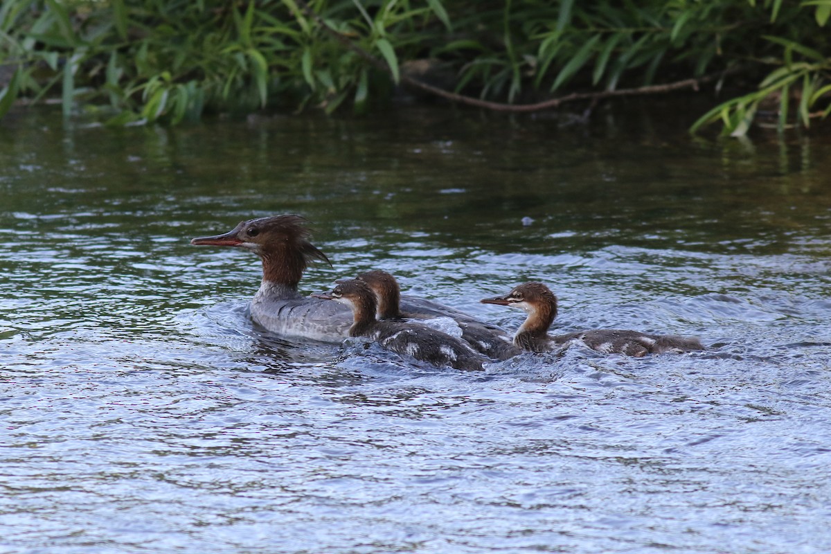 Common Merganser - ML620454057