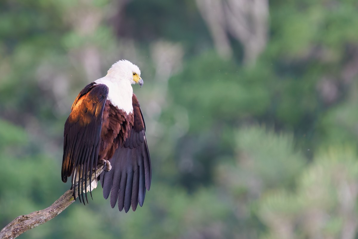 African Fish-Eagle - ML620454058