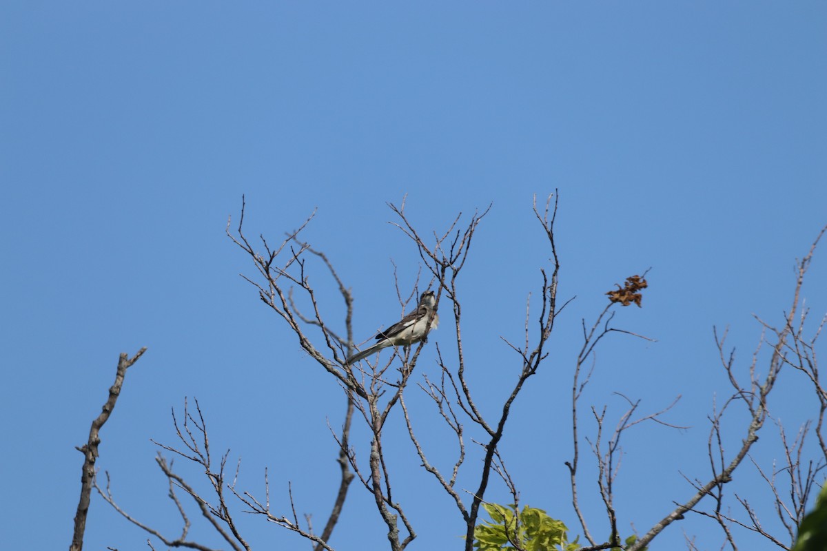 Northern Mockingbird - ML620454059