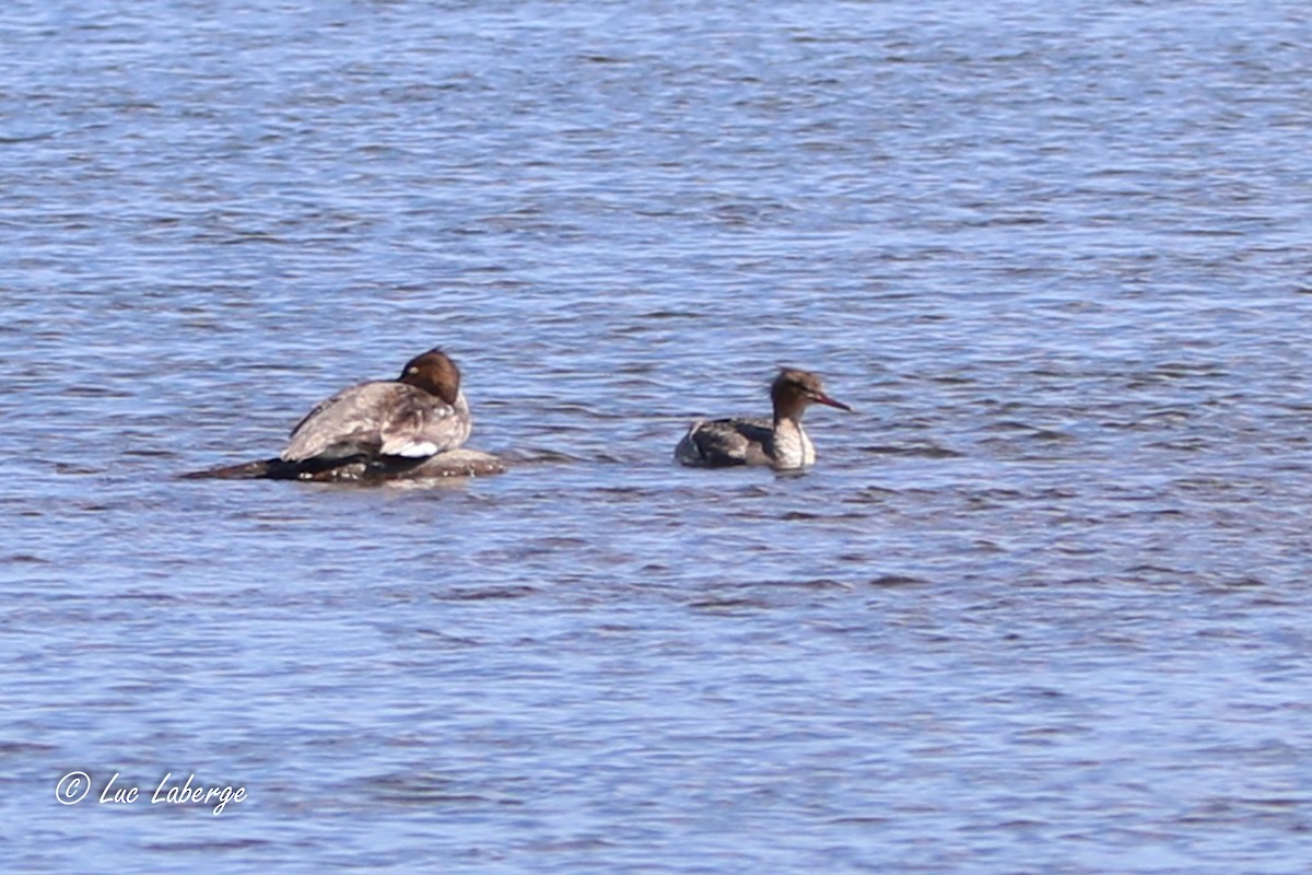 Red-breasted Merganser - ML620454060