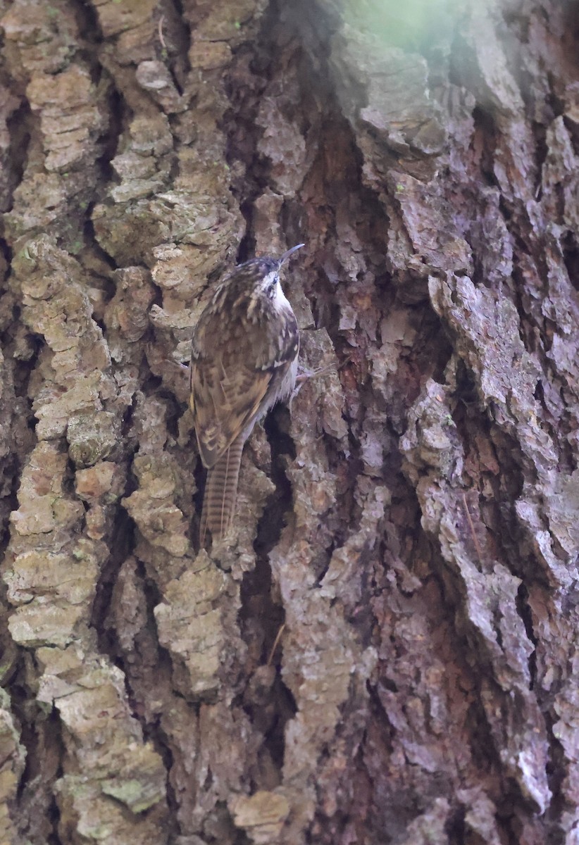 Bar-tailed Treecreeper - ML620454065