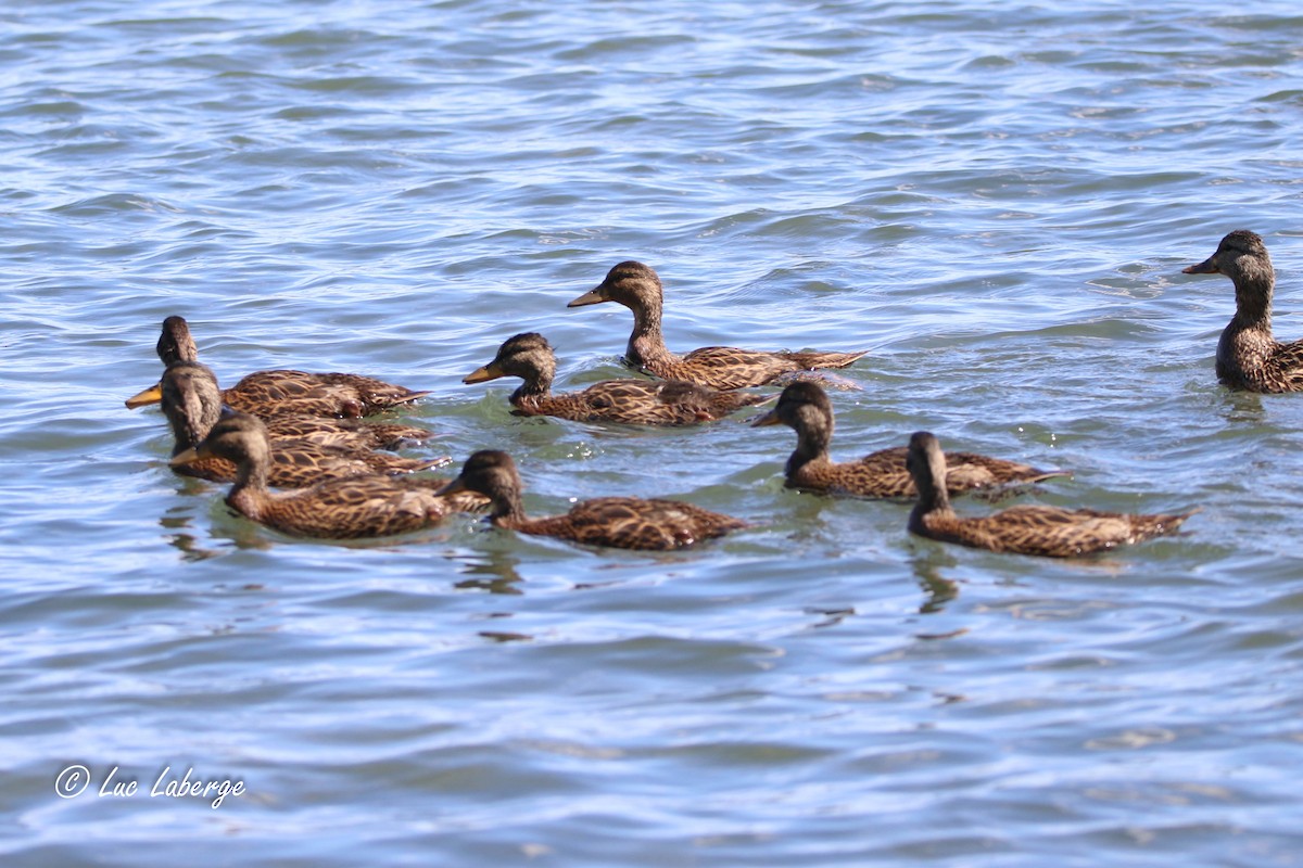 Canard colvert - ML620454069