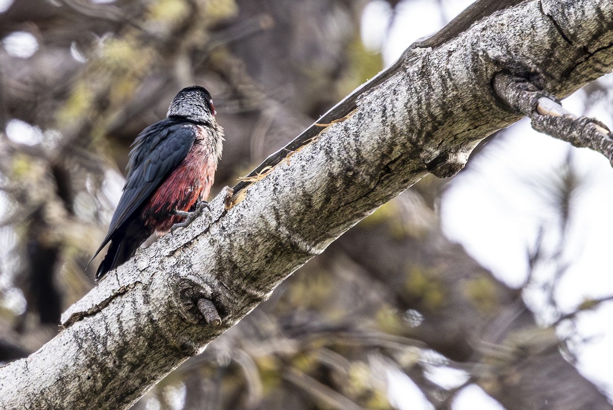 Lewis's Woodpecker - ML620454073