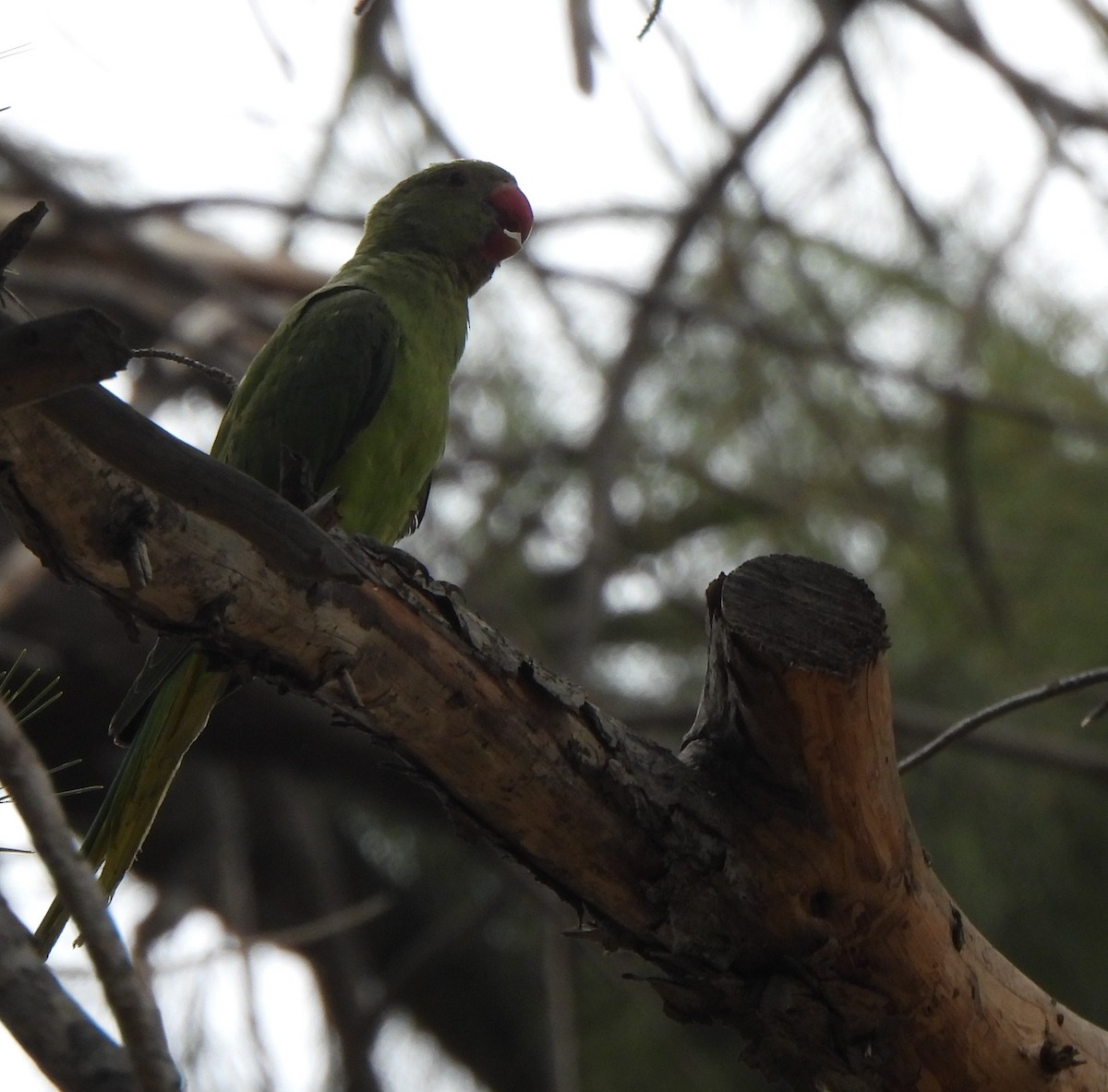 Rose-ringed Parakeet - ML620454075