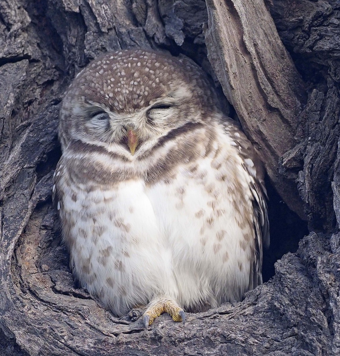 Spotted Owlet - ML620454077