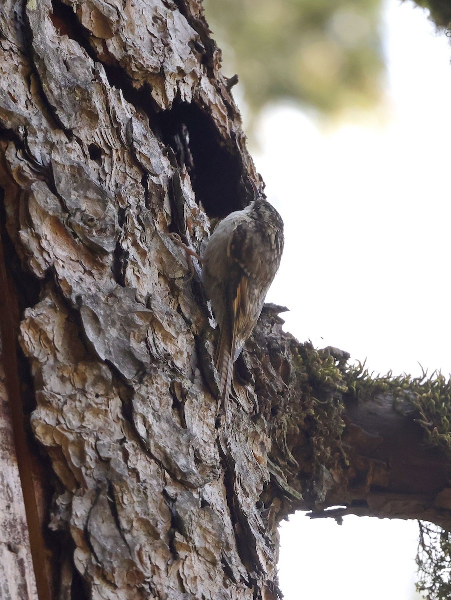 Bar-tailed Treecreeper - ML620454082