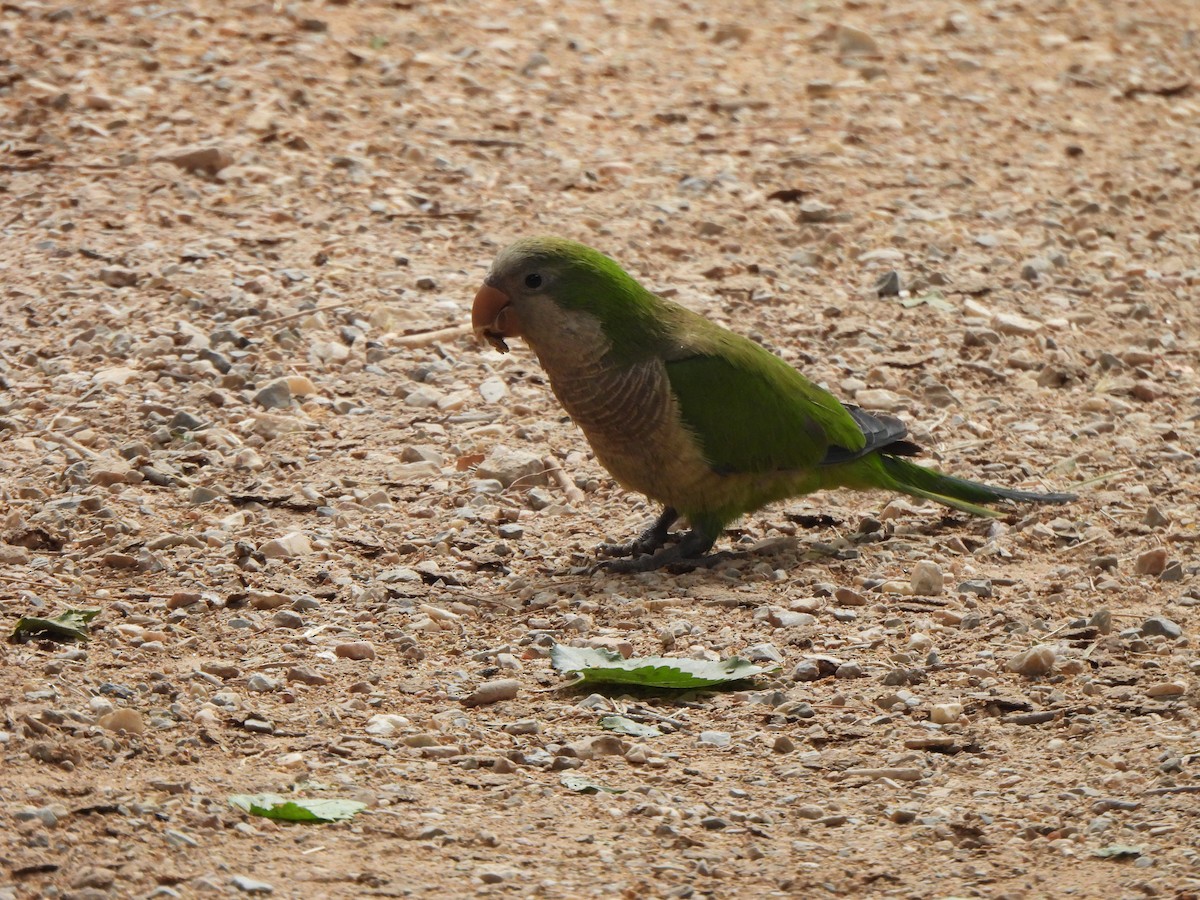 Monk Parakeet - ML620454084