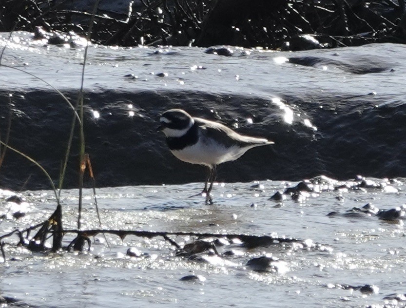 Common Ringed Plover - ML620454086