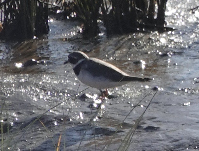 Common Ringed Plover - ML620454090