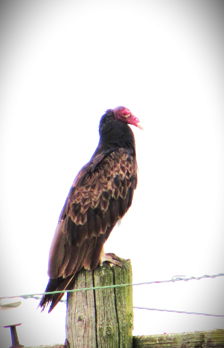 Turkey Vulture - ML620454092