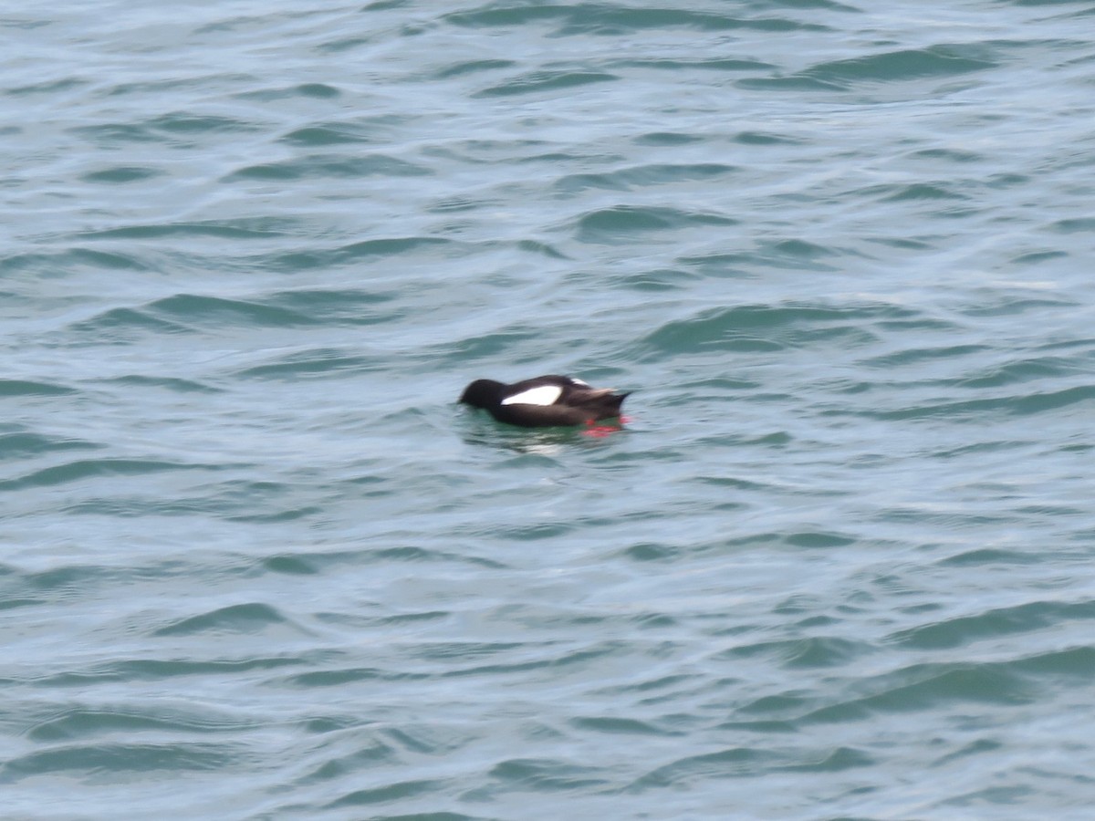 Black Guillemot - ML620454093