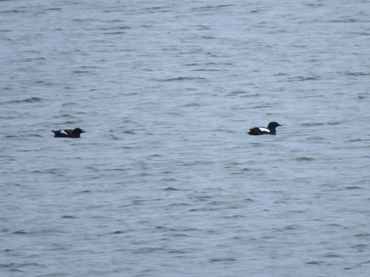 Black Guillemot - ML620454095