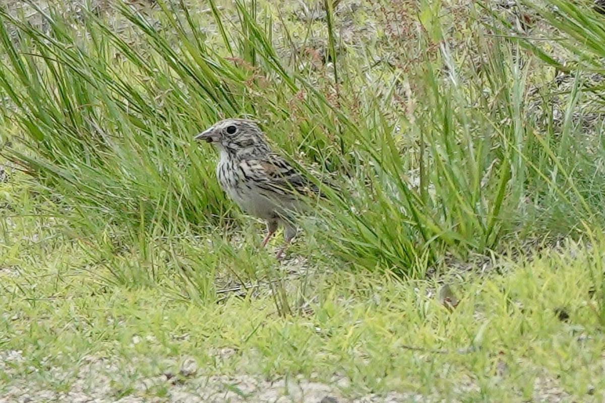 Vesper Sparrow - ML620454097