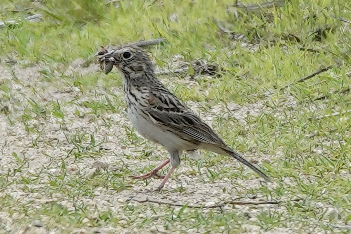 Vesper Sparrow - Tom McElfresh