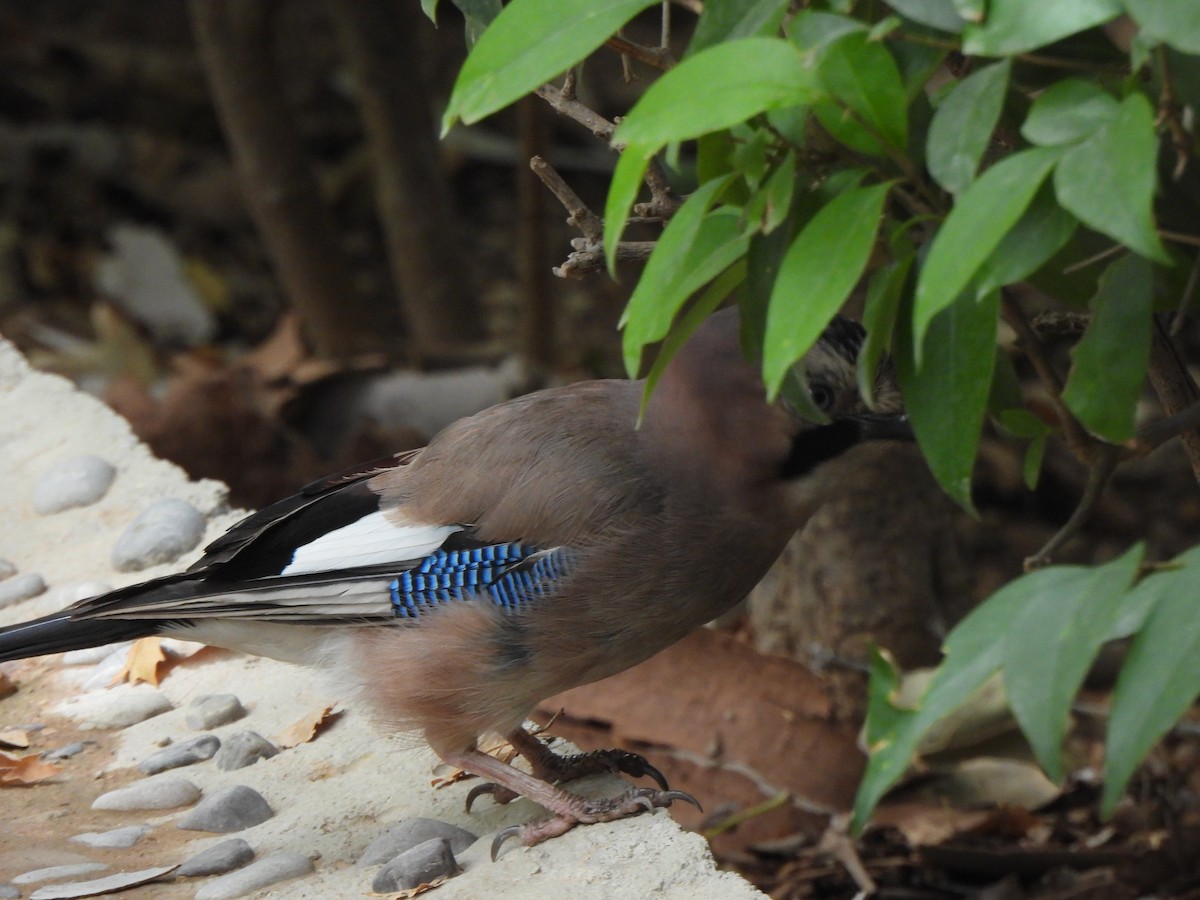 Eurasian Jay - ML620454100